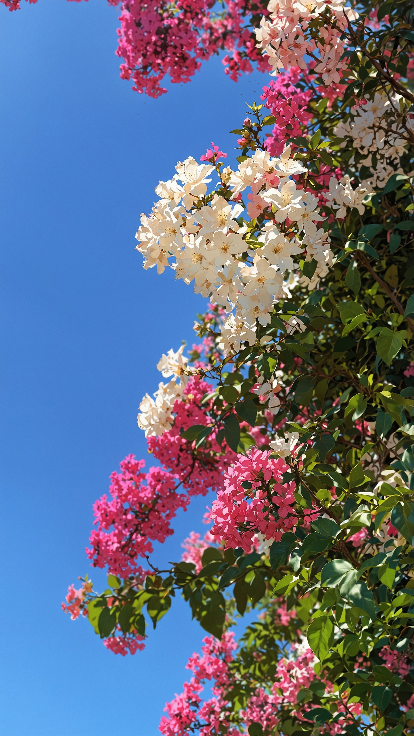 Blossoms dancing with the sky